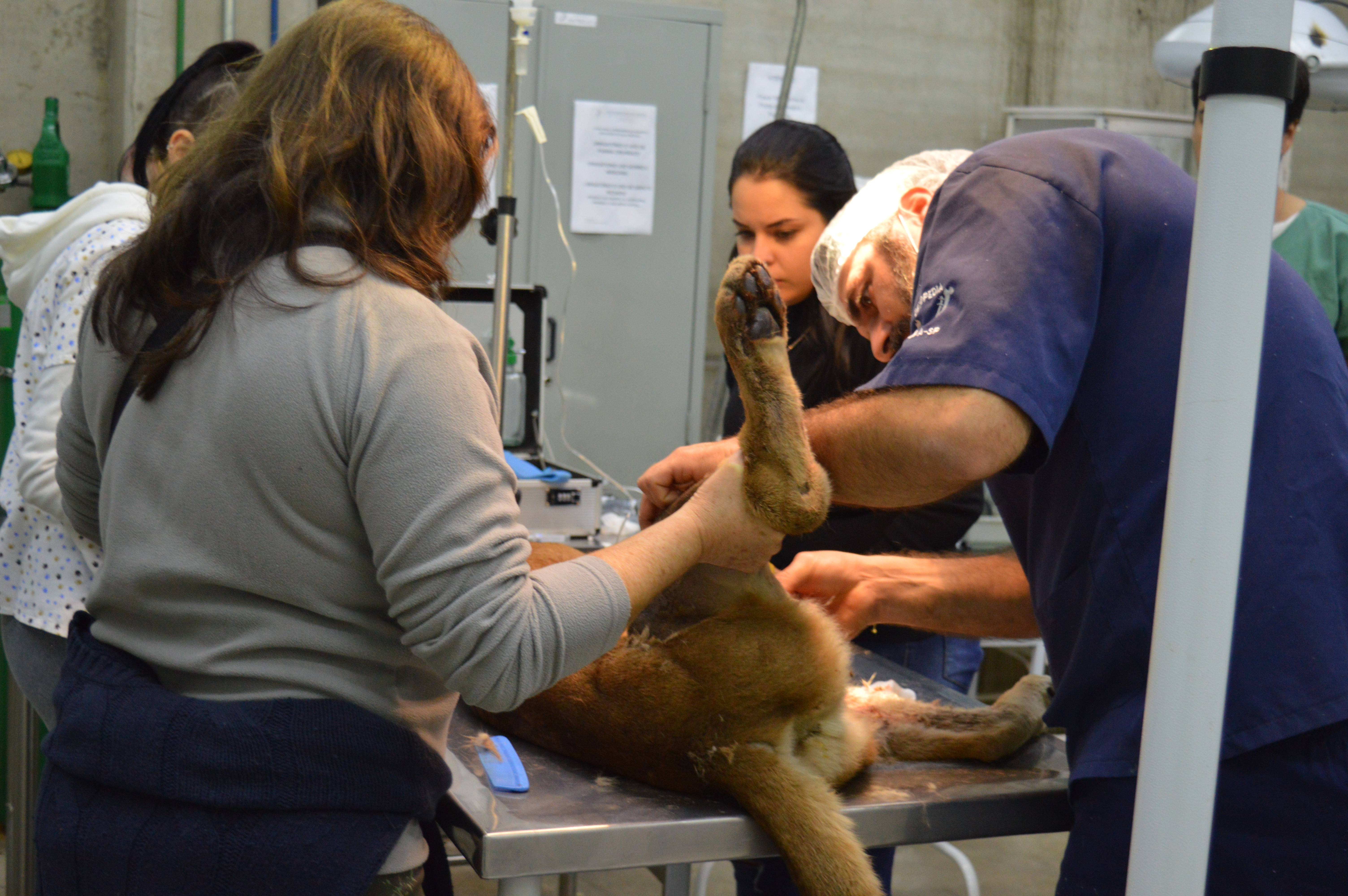 OK - Operação ONça (14)-1499647886