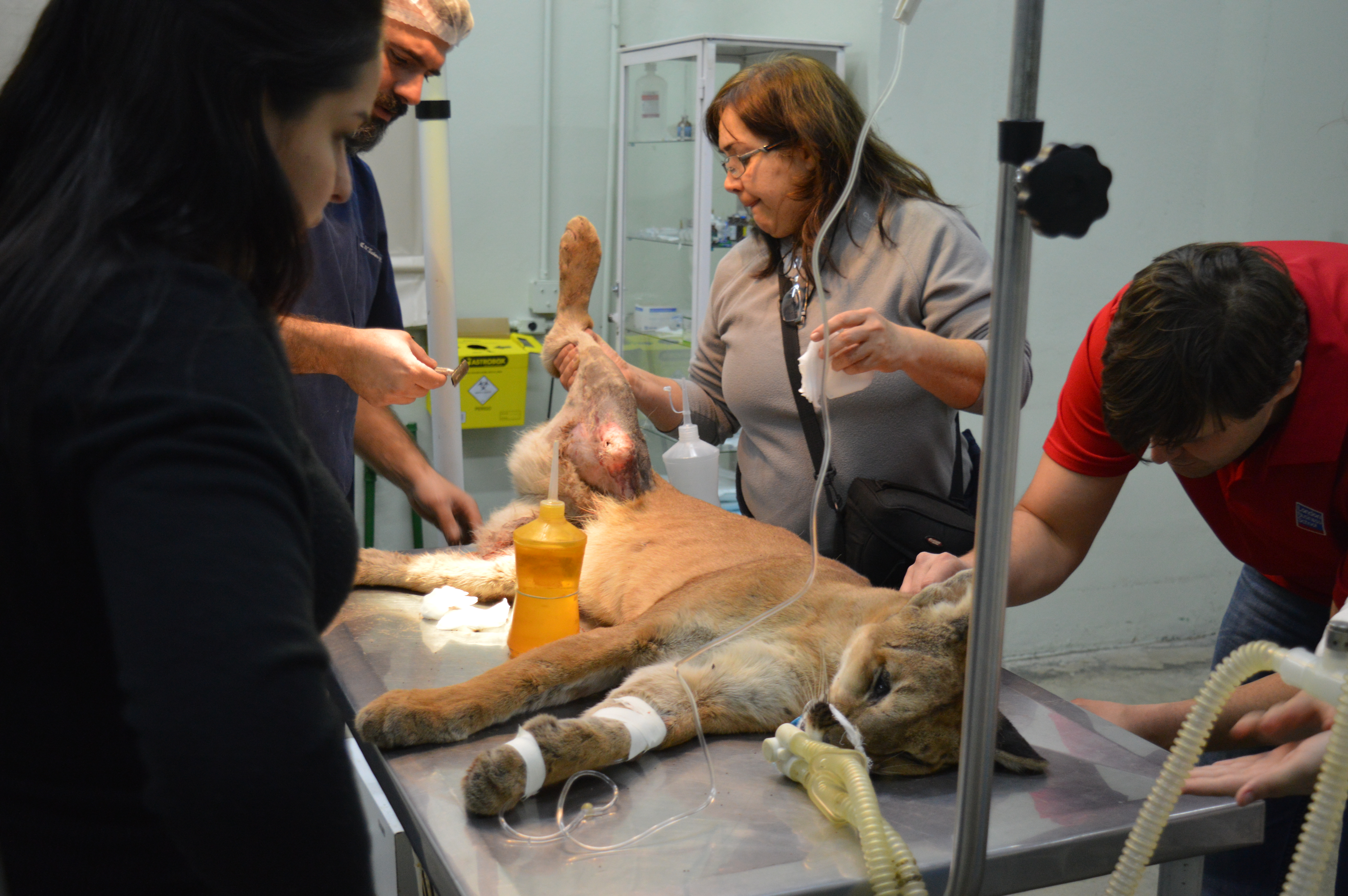 OK - Operação ONça (16)-1499647927