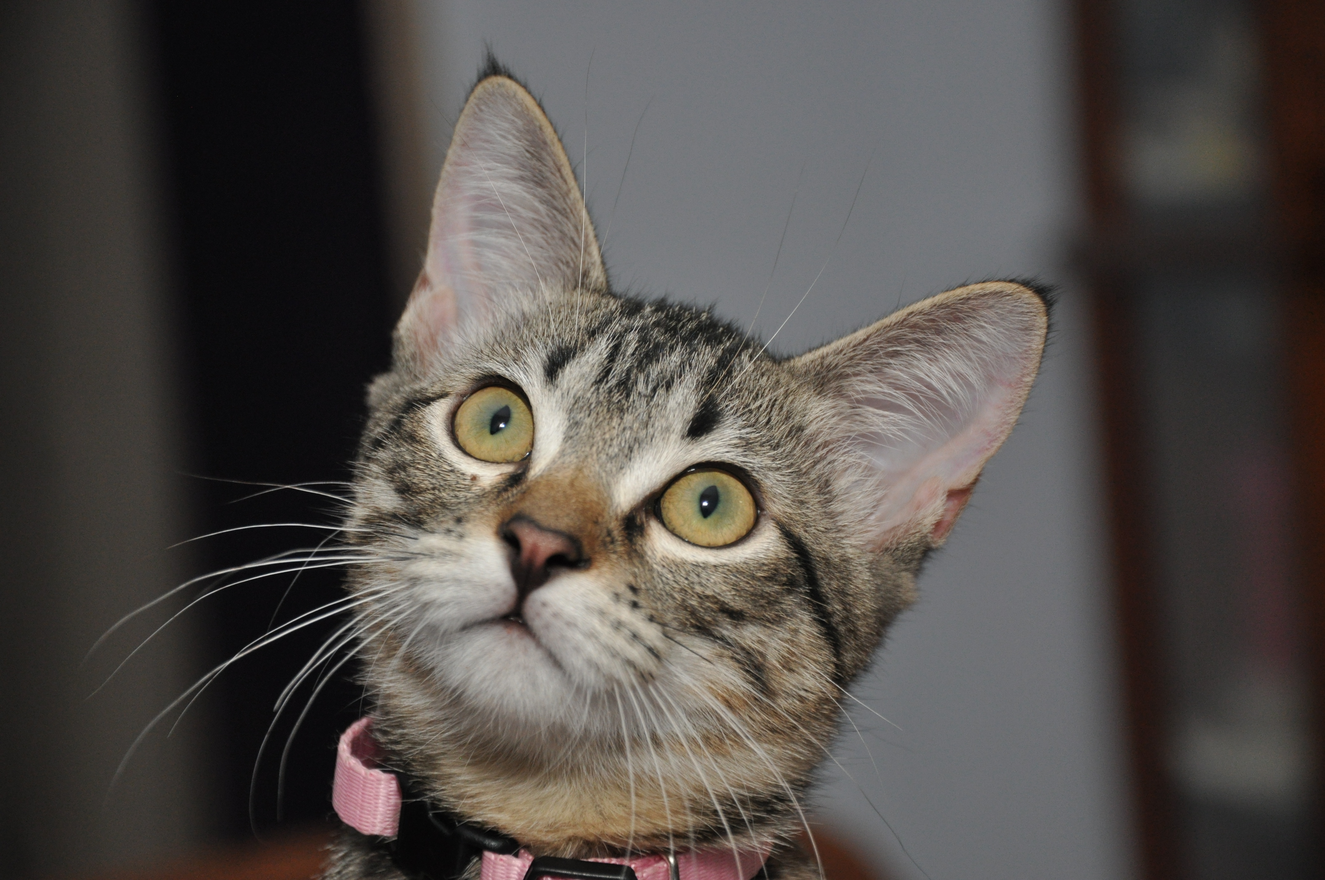 TigerLily TigerLily