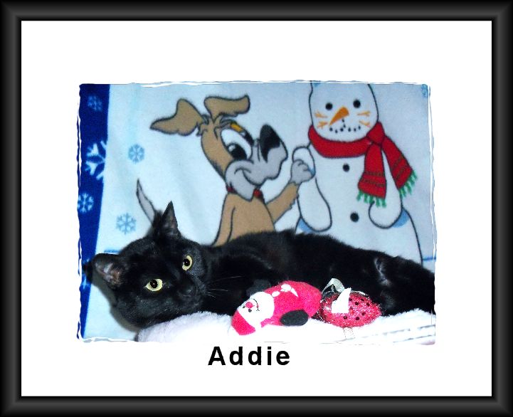 Addie Addie