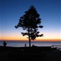 A tree on Cottesloe beach at sunset