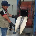 Aprovechan pieles de pescados amazónicos para artículos de calzado y marroquinería