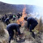Extinguen incendio forestal en Arequipa