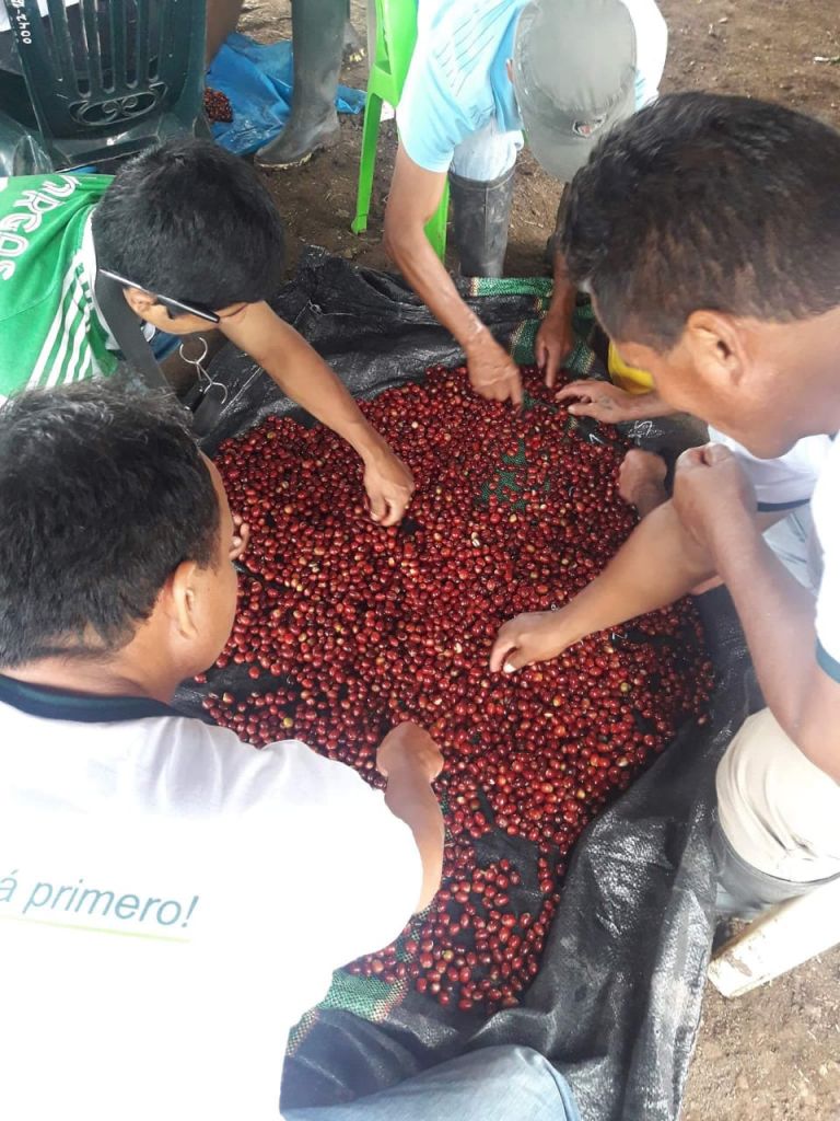 San Martín: Organizan pasantía que reunió a productores de café