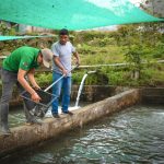Vraem: Implementan producción de trucha y peces amazónicos