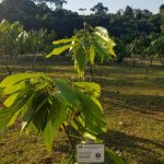 Potenciarán agricultura amazónica con nuevos laboratorios y semillas