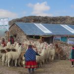 Construcción de cobertizos en zonas altoandinas protege cabezas de ganado