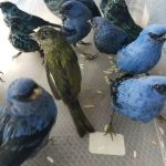 Ciudadano belga intentó salir del país con 20 aves peruanas