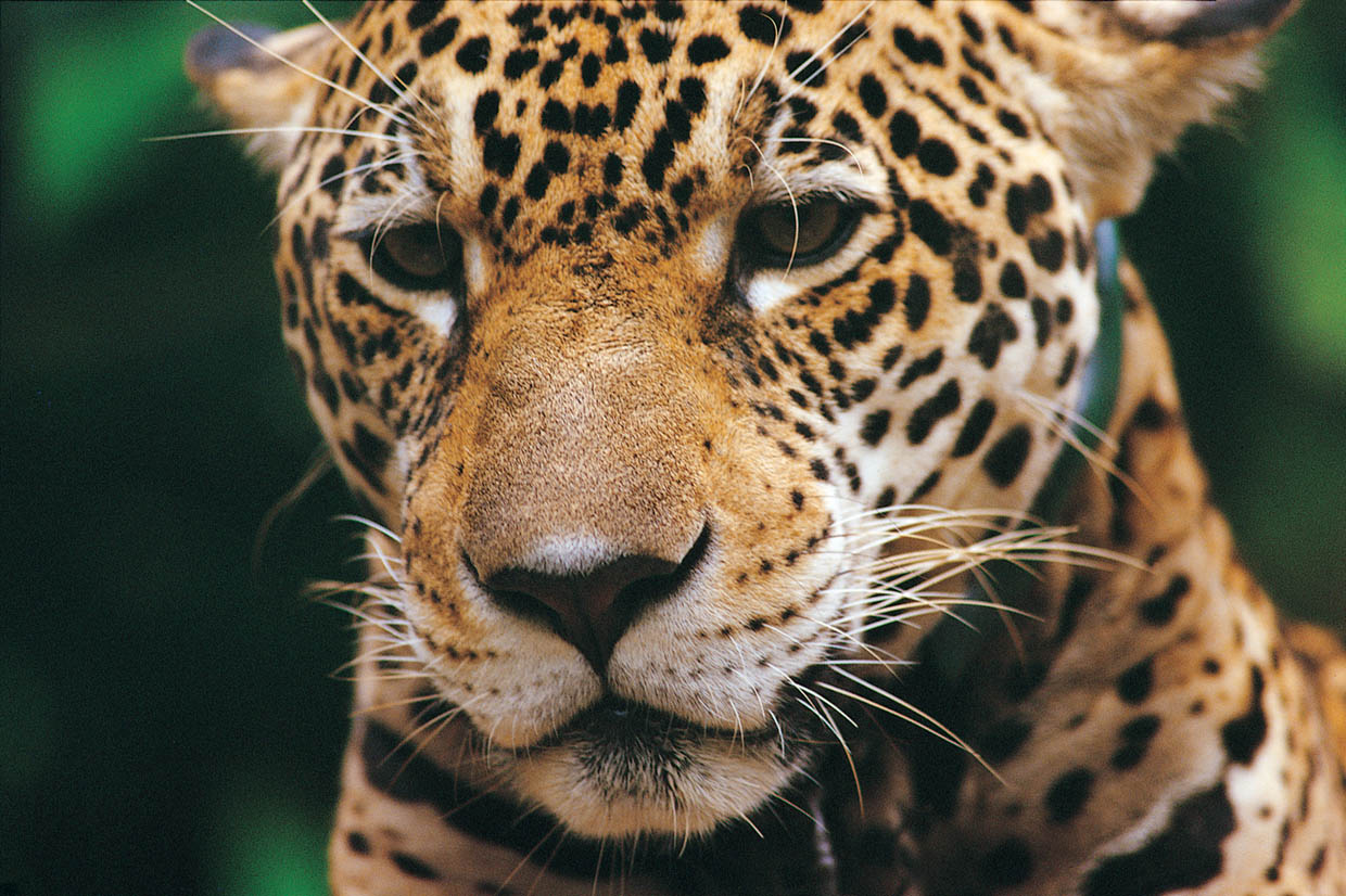 Solicitarán conservación del jaguar con la máxima protección de la CMS
