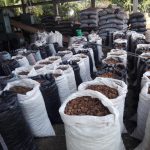 Asociación indígena de Madre de Dios exporta castaña a Estados Unidos
