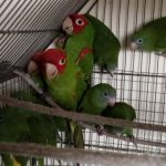 Tráfico ilegal de fauna silvestre se desarrolla en redes sociales