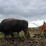 Dan recomendaciones para el cuidado del ganado durante temporada de invierno