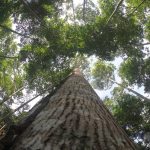 El Perú prosigue implementación de cuenta satélite forestal