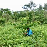 Científicos trabajan para recuperar áreas degradas por la minería en Madre de Dios