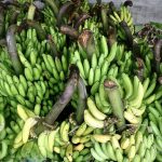 Impulsan cultivo de plátano en Madre de Dios