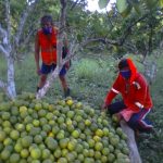 Incremento de producción de naranjas en San Martín