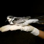 Serfor liberó 106 golondrinas de la tempestad en el presente año