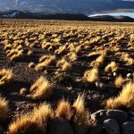 Fabrican paneles de fibrocemento a partir de plantas endémica