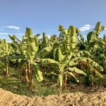Buscan mejorar productividad del banano orgánico