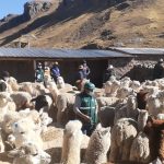Cusco: Kits veterinarios para familias de Canchis y Paucartambo