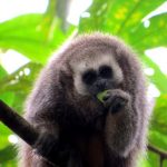 Gran Mirador de Juningue de San Martín protege 170 especies