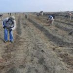 Recuperan terreno en Chan Chan que era ocupado por invasores