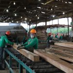Anuncian Programa de Fomento y Gestión Sostenible de la Producción Forestal