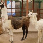 Usan nanoanticuerpos de llama peruana contra el Covid-19