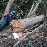 Intervienen madera ilegal en Cajamarca