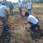 Inician plantación de plátano bellaco en San Martín