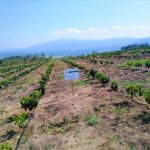 San Martín: Fortalecen producción de café con sistemas de fertirriego