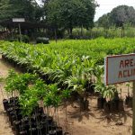 San Martín: Entregan más de 15 mil plantones a Tarapoto