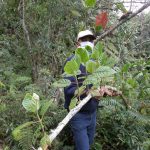 Amazonas: Producirán plantones de quina en Luya y Chachapoyas
