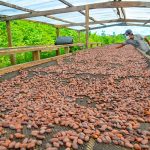 San Martín: Organizaciones cacaoteras inician ventas con tienda virtual