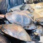 Ucayali: Liberan animales silvestres sometidos a cautiverio