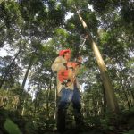 San Martín: Promueven que productores registren plantaciones forestales