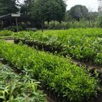 Proponen producir 11 millones de plantones para reforestar en San Martín