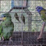 Serfor: 824 especímenes de fauna silvestre decomisados hasta julio del 2020