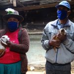 Huánuco: Distrito de Chacabamba destaca por la crianza de cuyes