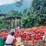 Monzón: Agricultores venden 12 toneladas de cacao por más de S/ 97 000