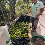 Producirán más de 56 000 plantones de quina y aliso en Cusco