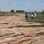 Ica: Promueven aprovechamiento sostenible de totora, carrizo y sanki