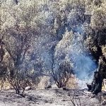 Arequipa tuvo seis incendios forestales el pasado fin de semana
