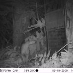 Madre de Dios: Buscan proteger población amenazada por grandes felinos