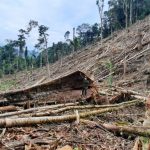 Investigan tala de árboles dentro del Bosque de Protección Alto Mayo
