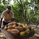 Alistan actividades por el Día del Cacao y Chocolate Peruano