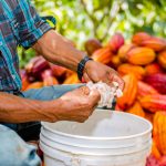 Abonan 15 900 hectáreas de cacao con guano de las islas
