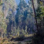 “El patrimonio arqueológico del Cusco no sufrió ningún daño por el incendio”