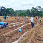 San Martín: Impulsan producción de ají en El Dorado