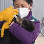 Osezna de anteojos se recupera en Lima